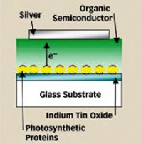 schema cella organica