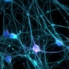 neuroni.jpg